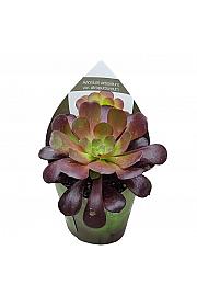 Aeonium Arboreum Atropurpureum