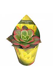 Aeonium Decorum Tricolor