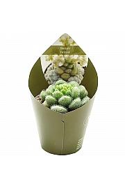 Sedum Hintonii