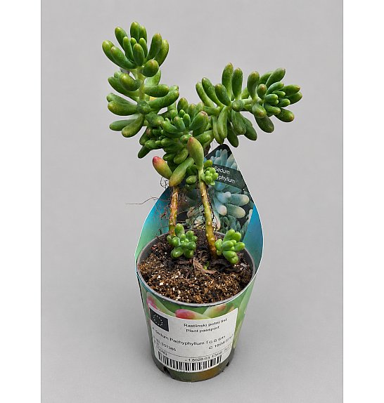 Sedum Pachyphyllum; Ø6,5 cm