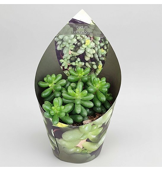Sedum hernandezii; Ø6,5 cm