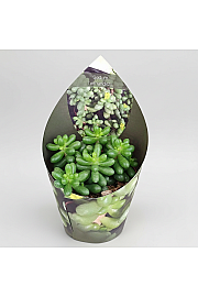 Sedum hernandezii