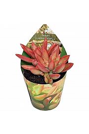 Sedum Nussbaumerianum