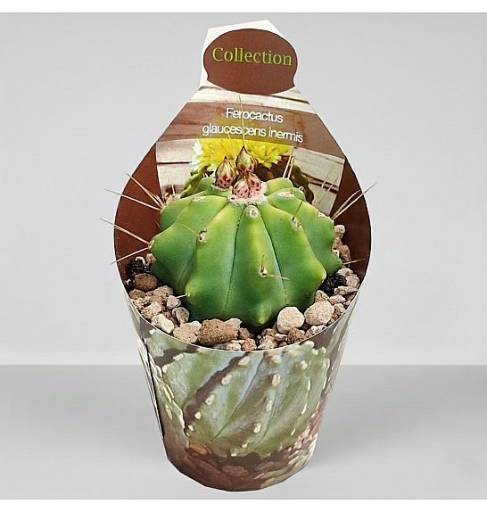 Ferocactus glaucescens 'Inermis'; Ø6,5 cm