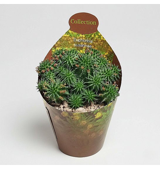 Euphorbia susannae; Ø6,5 cm