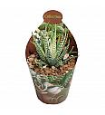 Haworthia Fasciata Variegata