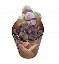 Pleiospilos Nelii Royal Flush
