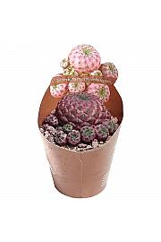 Sulcorebutia Rauschii Violacidermis