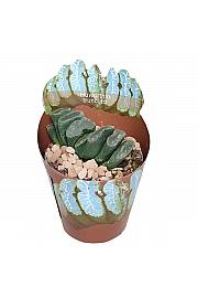 Haworthia Truncata