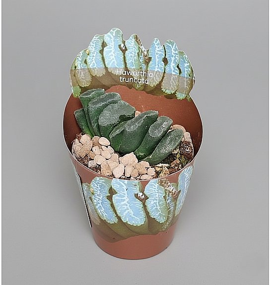 Haworthia truncata; Ø6,5 cm