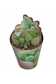 Adromischus Herrei Green - Sagomata