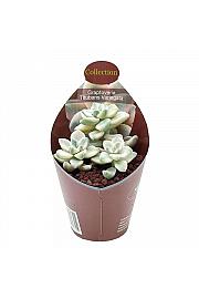 Graptoveria Titubans Variegata