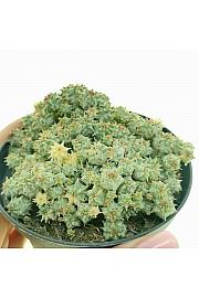 Euphorbia Submammillaris Variegata