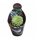 Aeonium Emerald Ice Variegato