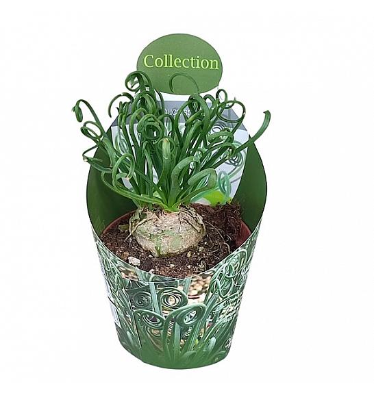 Albuca Spiralis Ø10,5 cm