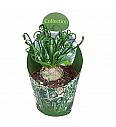 Albuca Spiralis