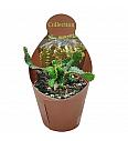Euphorbia Stellata
