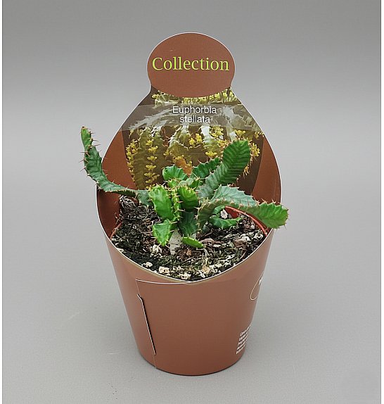 Euphorbia stellata; Ø10,5 cm