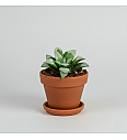 Haworthia mutica 'Byakuya'