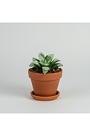 Haworthia mutica 'Byakuya'