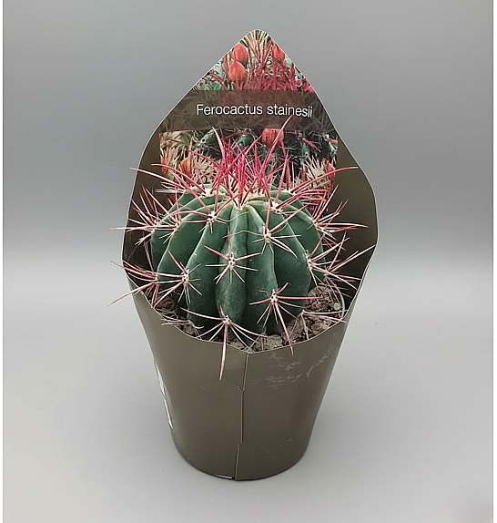 Ferocactus stainesii; Ø14 cm