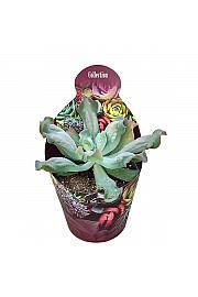 Echeveria Culibra