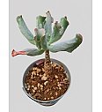 Echeveria culibra - Reši me