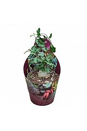Fockea Edulis
