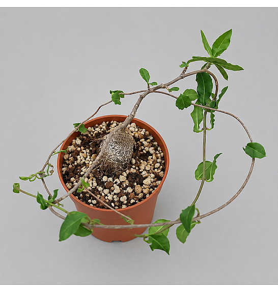 Fockea edulis; Ø14 cm