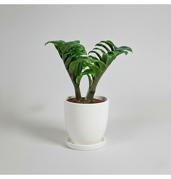 Zamioculcas zamiifolia Zenzi: Ø9 cm