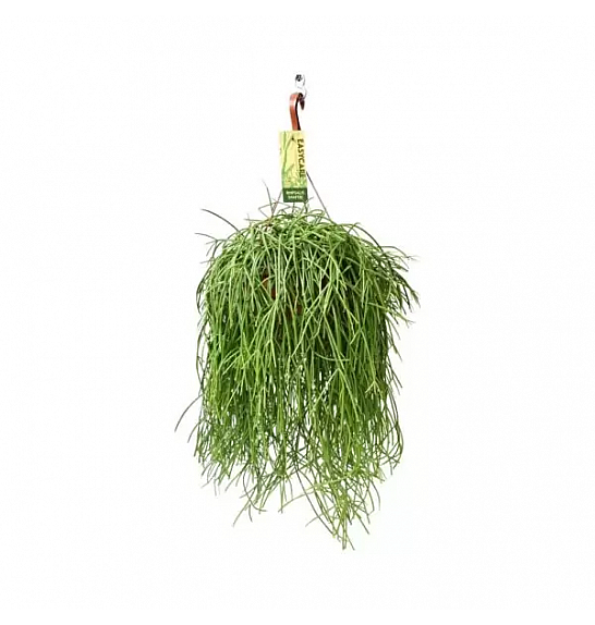 SUKULENTE RHIPSALIS CASS. Ø17/19
