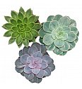 Echeveria mix; Ø 12 cm