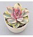 Sukulenta Echeveria Rainbow