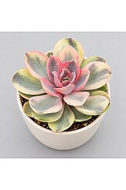 Sukulenta Echeveria Rainbow