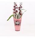 Orhideja Burrageara Barrocco Red