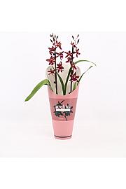 Orhideja Burrageara Barrocco Red