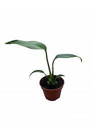 Monstera Burle Marx Flame