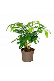 Tamarind