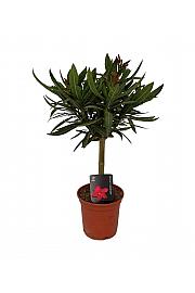 Oleander na steblu - S