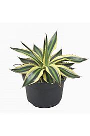 Agava Quadricolor