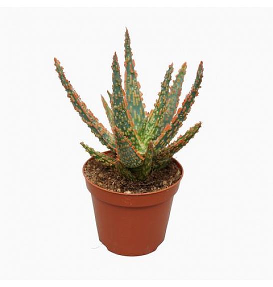 Aloe Christmas Carol; o8,5cm