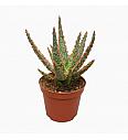 Aloe Christmas Carol