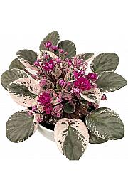 Variegirana afriška vijolica