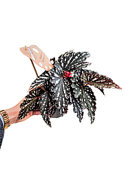 Begonija maculata Spotlight Dark