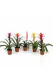 Bromelija mix