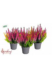 Calluna Beauty Ladies Symphony