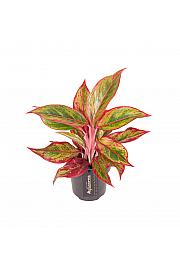 Aglaonema Jungle Lava