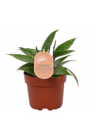 Hoya Star of Borneo