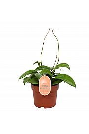 Hoya Star of Madura