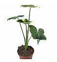 Alocasia Mickey Mouse